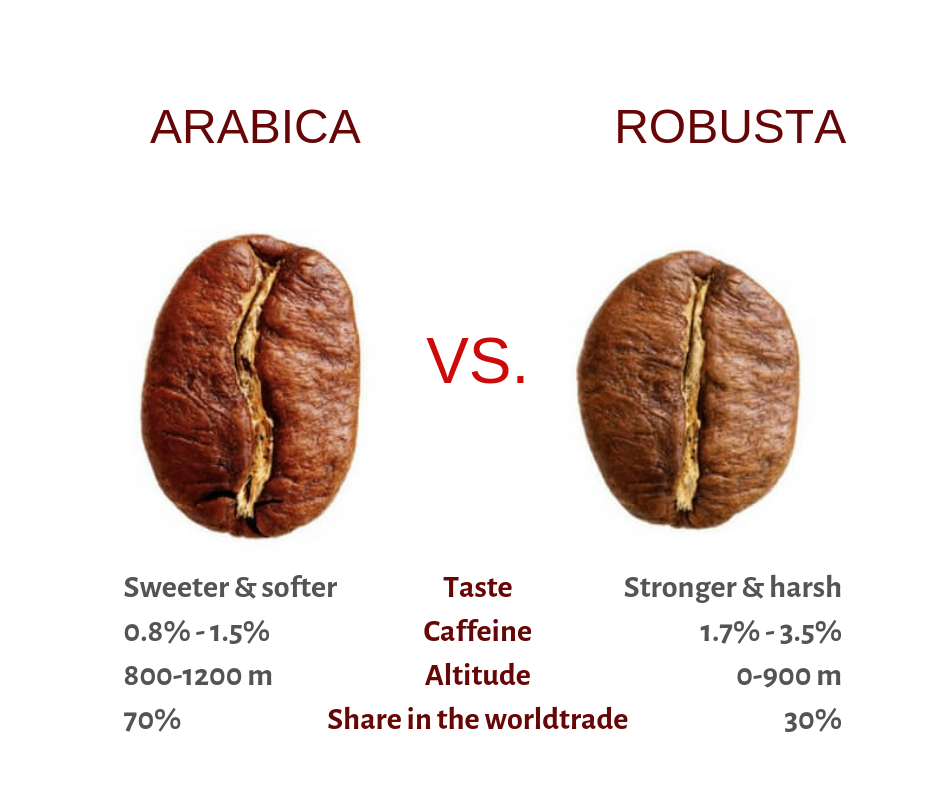 Arabica vs Robusta: 7 Differences + Which type is the best? - coffeeella